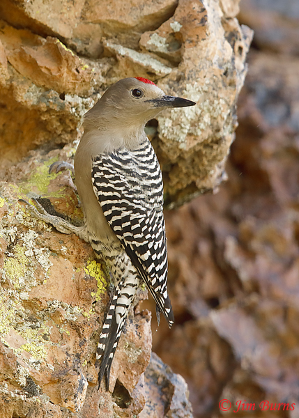 Gila Woodpecker male on cliff face--8572