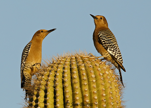 Gila Woodpeckers, rival females--7595