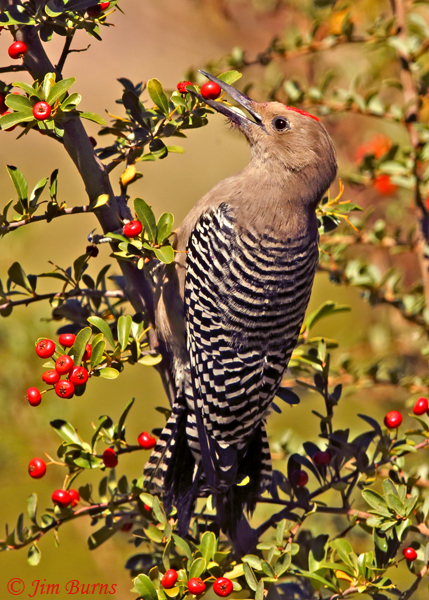 Gila Woodpecker male in Pyracantha--1204