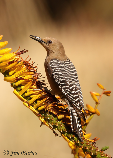 A female Gila Woodpecker breakfasts in the aloes west of the Wing Memorial Herb Garden.