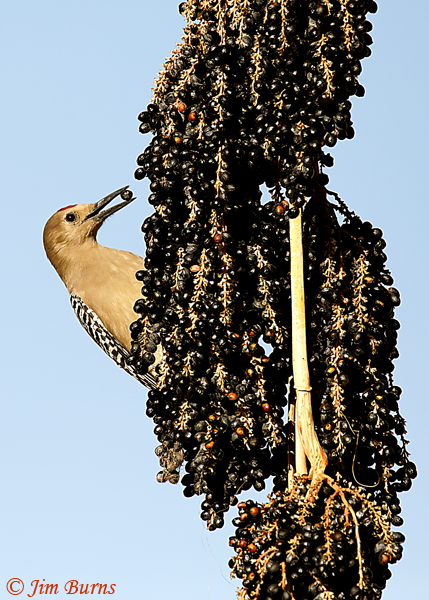 Gila Woodpecker male in Fan Palm #2--3839