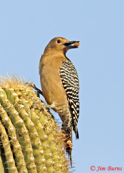 Gila Woodpecker male with pine nut--4879