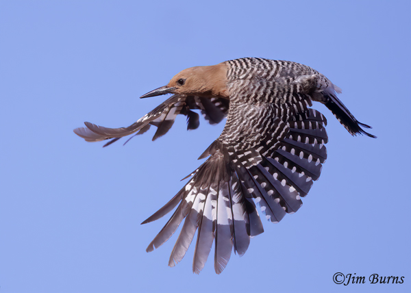 Gila Woodpecker female in flight--5987
