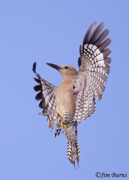 Gila Woodpecker female rising to nest--6003