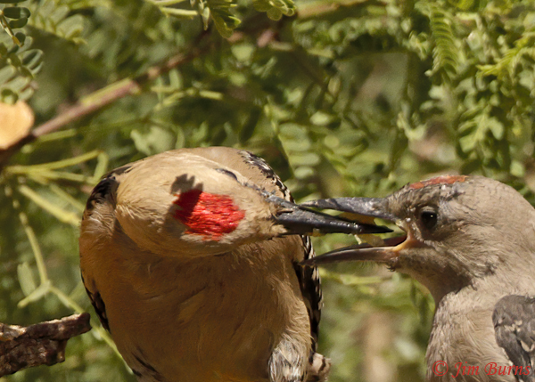Gila Woodpecker male fledgling getting a chunk of citrus--6282