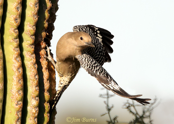 Gila Woodpecker female practicing touch-and-goes on Saguaro--7497