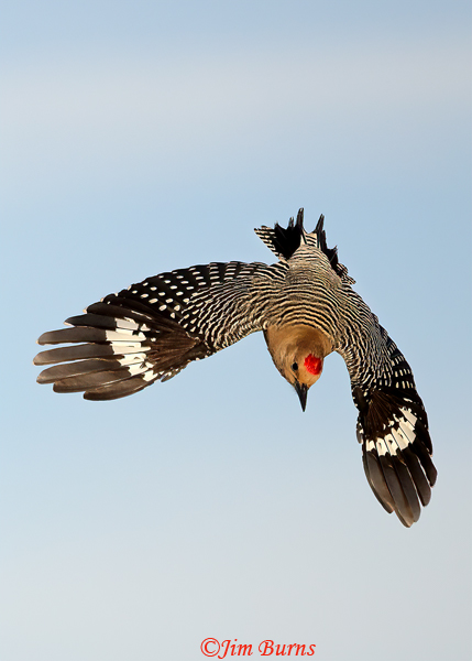 Gila Woodpecker male diving--7829.