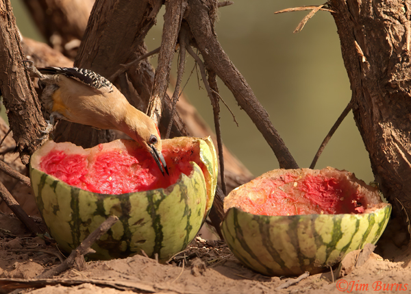 Gila Woodpecker male on watermelon--9060