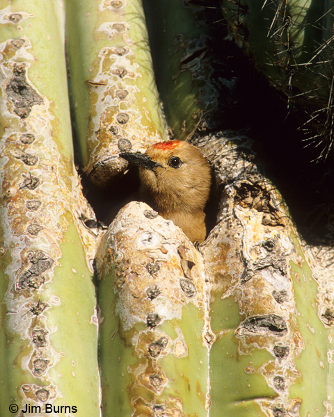 Gila Woodpecker juvenile male in saguaro hole