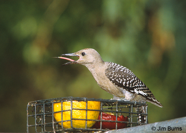Gila Woodpecker juvenile male at fruit feeder
