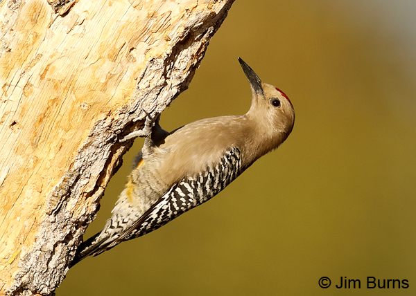 Gila Woodpecker male 3628