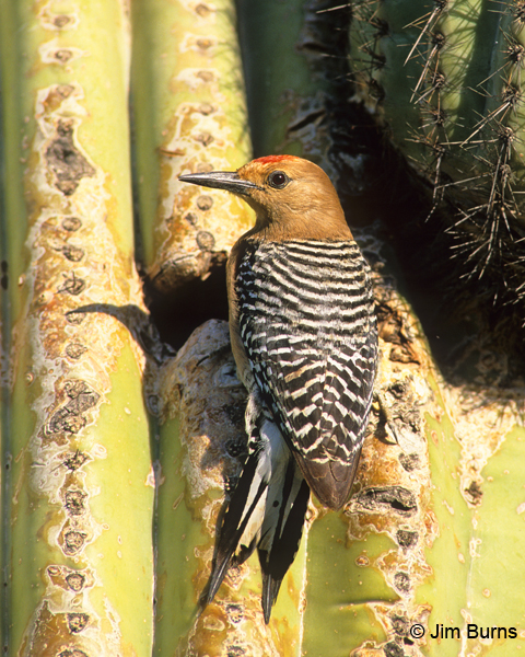 Gila Woodpecker male at saguaro hole