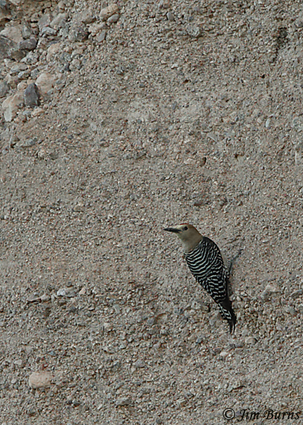 Gila Woodpecker male on cliff face