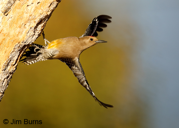 Gila Woodpecker male showing yellow belly