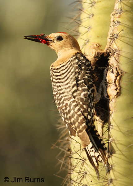 Gila Woodpecker male with Saguaro fruit for nestling