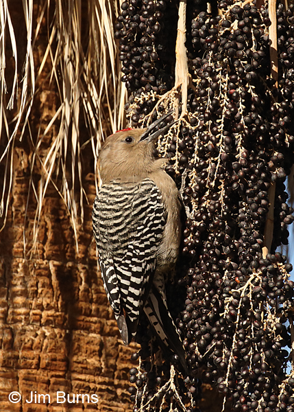 Gila Woodpecker male with bill full of Fan Palm berries