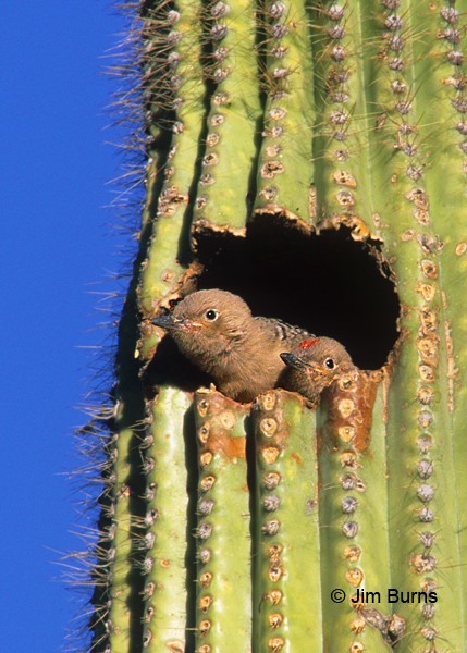 Gila Woodpecker nestlings in saguaro hole