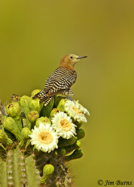 Gila Woodpecker female with pollen on face