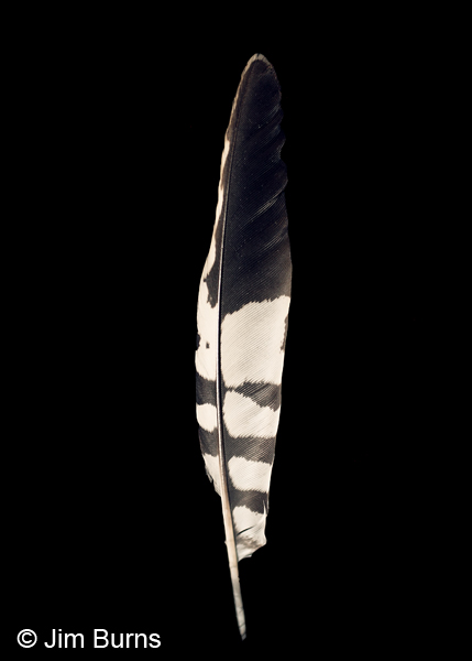 Gila Woodpecker tail feather detail