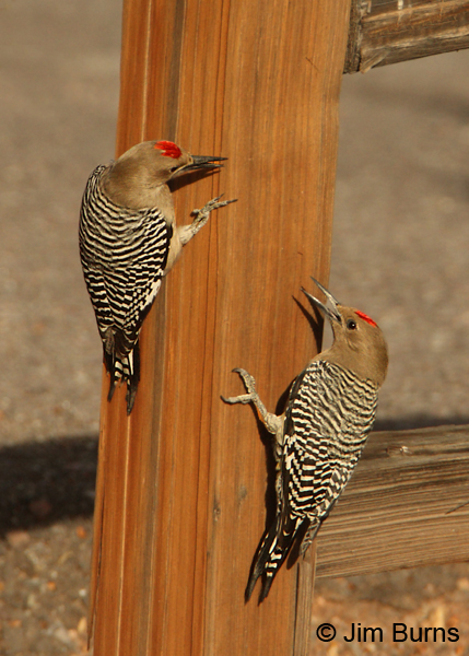 Gila Woodpecker males squabbling