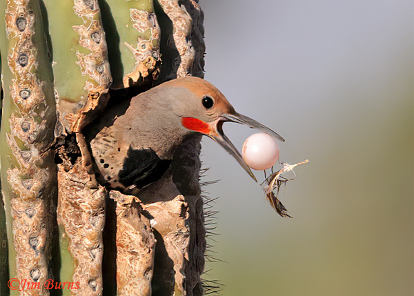 Gilded Flicker male evicting European Starling egg with feather--3870