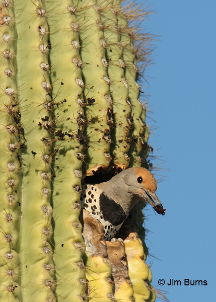 Gilder Flicker female removing saguaro flesh from nest cavity