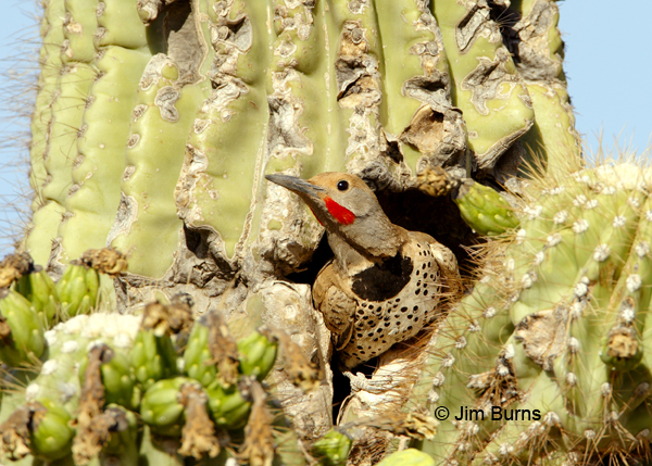 Gilded Flicker male at saguaro nest hole