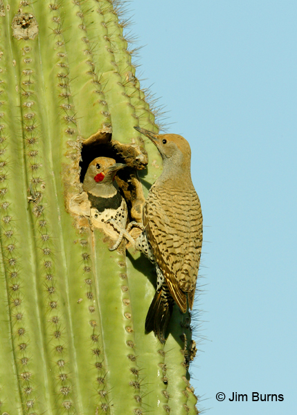Gilded Flicker pair at saguaro nest hole