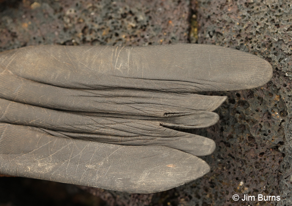 Glove on rock Galapagos Sea Lion flipper detail
