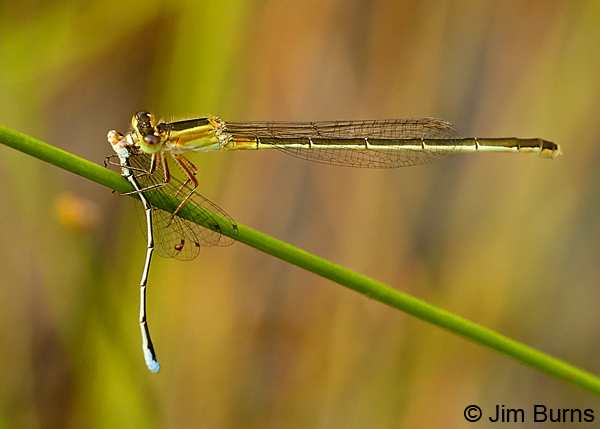 Golden Bluet teneral female devouring male Southern Sprite, Liberty Co., FL, May 2018--9140