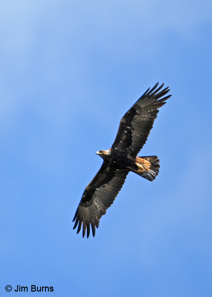 Golden Eagle adult in flight ventral view