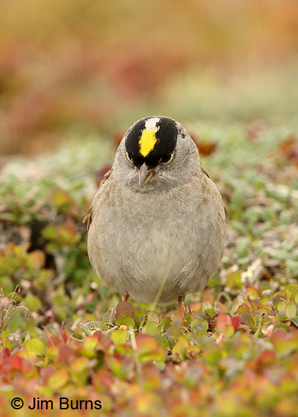 Golden-crowned Sparrow golden crown #2