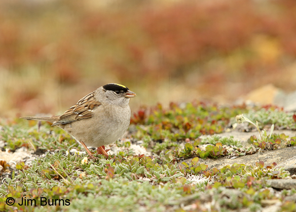 Golden-crowned Sparrow in habitat