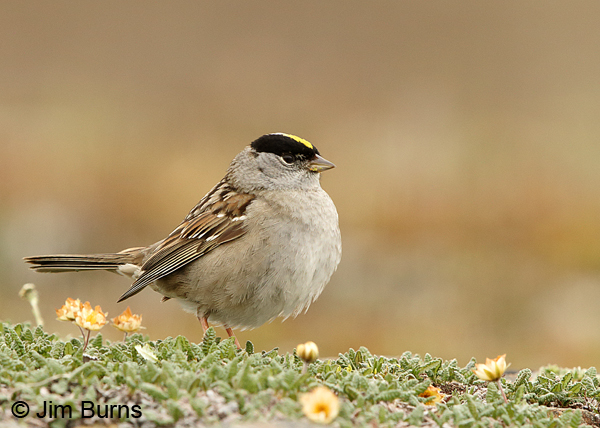 Golden-crowned Sparrow on tundra