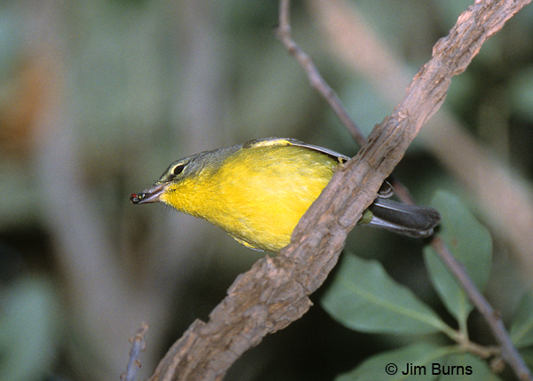 Golden-crowned Warbler with insect