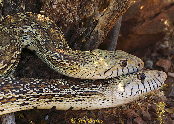 Gopher Snakes copulating, smaller male on top--2454