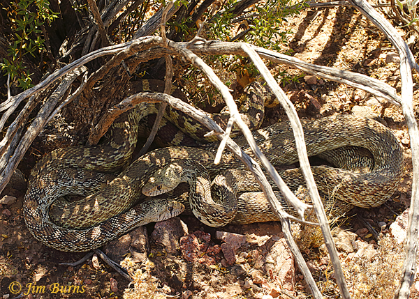 Gopher Snakes mating--2496