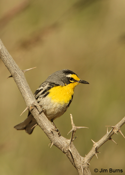 Grace's Warbler male with thorns