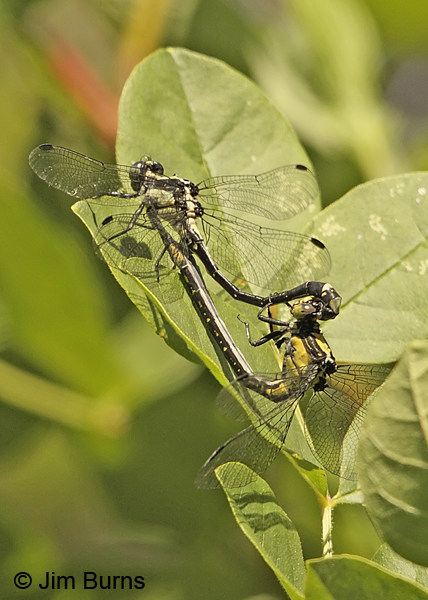 Grappletail pair in wheel, Jackson Co., OR, July 2013