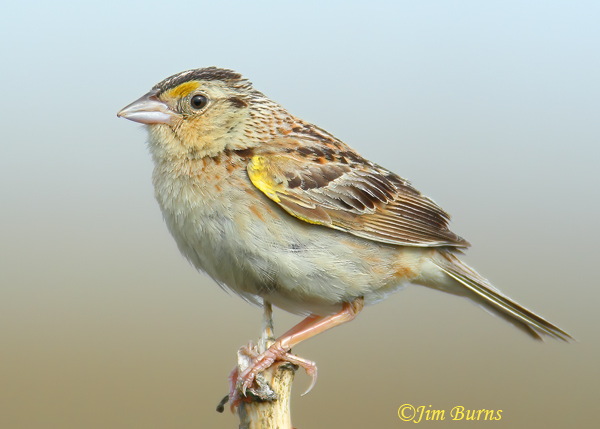 Grasshopper Sparrow male, breeding plumage--1000
