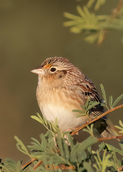 Grasshopper Sparrow, winter pratensis--1519