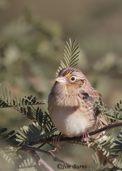 Grasshopper Sparrow in Mesquite--3964