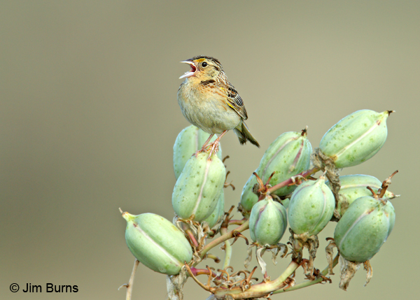 Grasshopper Sparrow singing on yucca pods