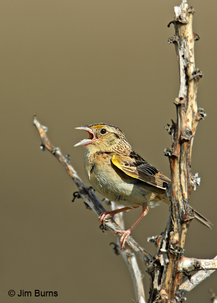 Grasshopper Sparrow singing on stalk