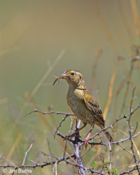 Grassshooper Sparrow with grasshopper