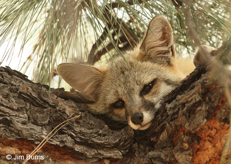 Gray Fox adult in Ponderosa Pine