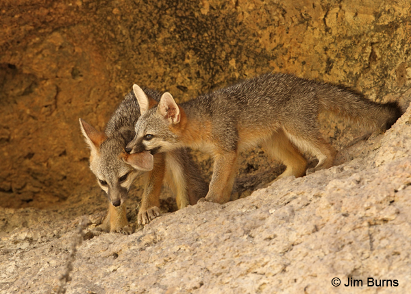 Gray Fox pups at play