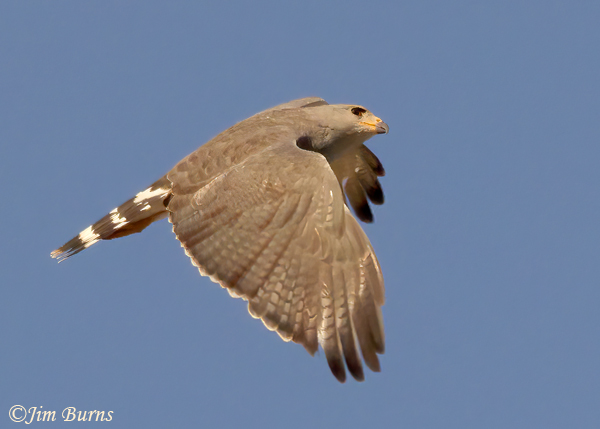 Gray Hawk in flight dorsal wing--0641