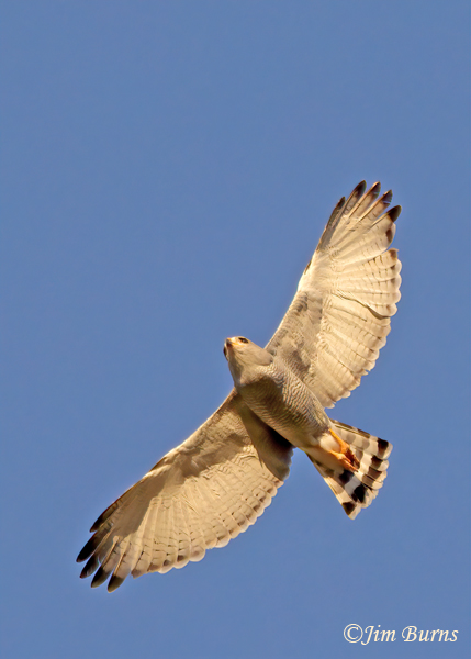 Gray Hawk overhead flying with a full crop--0676