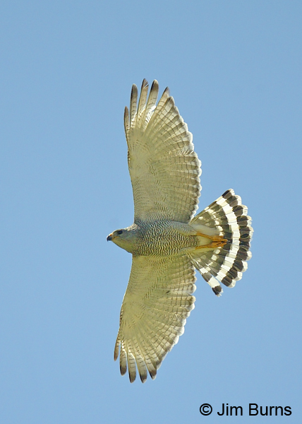 Gray Hawk adult in flight